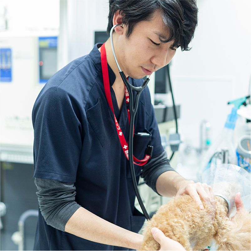 SP獣医師 大門先生